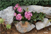 7e8cc83a-IMG_9997 lewisia.jpg